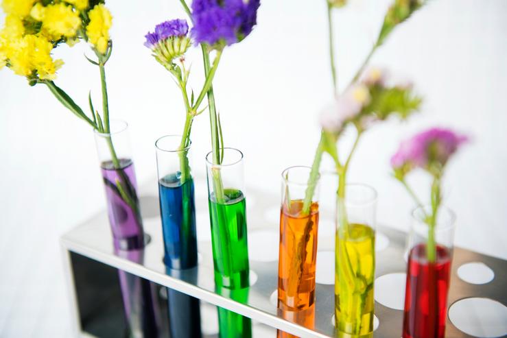 Test tubes with flowers growing